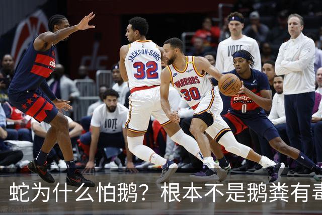 蛇为什么怕鹅？根本不是鹅粪有毒！真正原因是大鹅三大绝杀技能